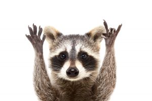 Illustration de l'article : [Insolite ?] Devenir Formateur animalier