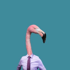 Illustration de l'article : [Insolite ?] Devenir Formateur animalier